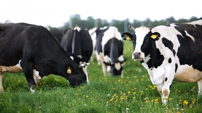 Руководители хозяйств Агрохолдинга «Союза Маринс Групп» обсудили актуальные вопросы  в животноводстве